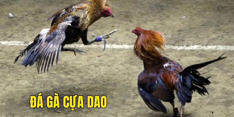 Một số thông tin đá gà cựa dao V9BET